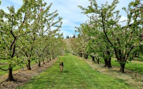 Cheeki Cherries owner Martin Milne's dog Mace walks through the cherry orchards.