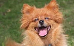 Orange dog
