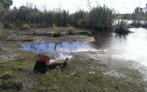 A whitebait spawning area in the lower reaches of the Avon in need of remediation.