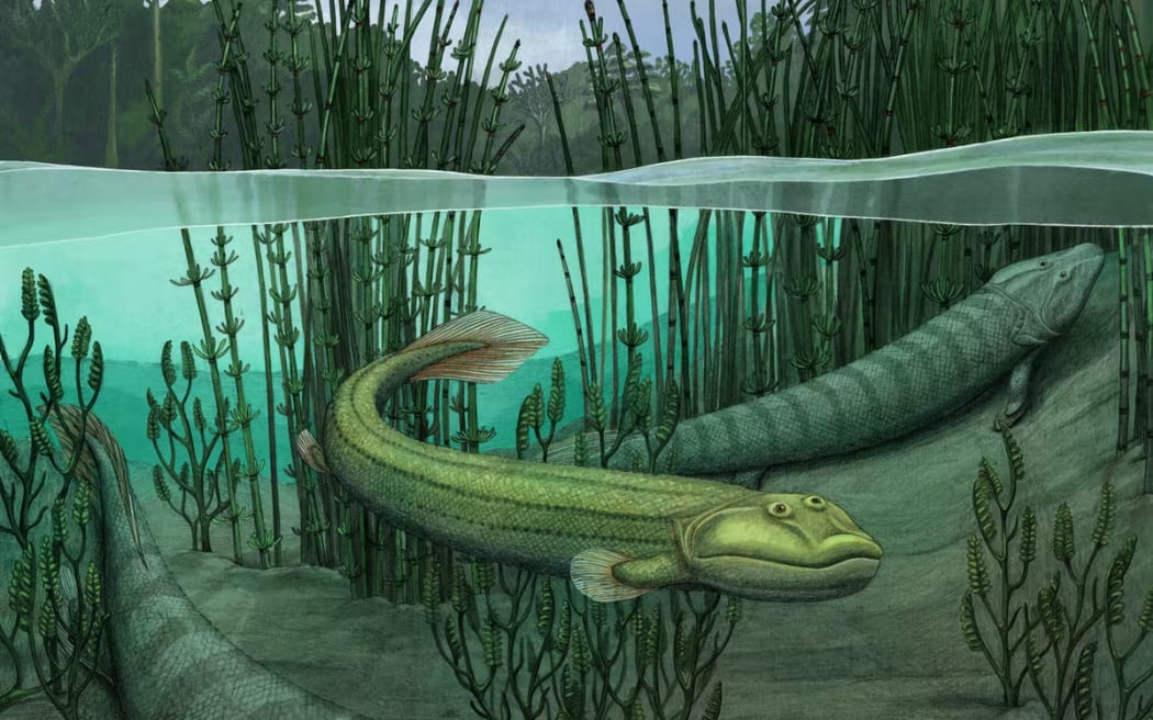 Qikiqtania wakei (middle) was more suited to swimming than its larger cousin Tiktaalik (top)