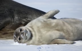 A very cute fuzzy grey seal pup lounges on its back with one flipper raised next to a larger lump of seal only partially visible. Both are on the ice and the pup's head is resting on a pillow of snow.