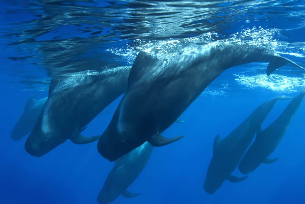 Short finned pilot whales