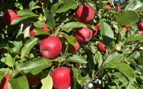 This year's apple harvest in Hawke's Bay has produced good quality fruit, though of a smaller size and volume.