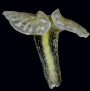 The aptly-named Dendrogramma enigmatica is a multicellular marine animal with a mouth at the bottom end of the stem.