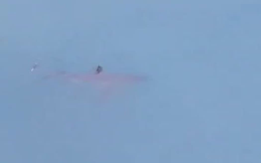 Great white shark in Taranaki