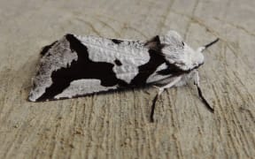 South Island lichen moth - Declana egregia