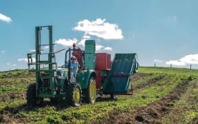 The company owner says the harvest is underway and the results are looking promising.