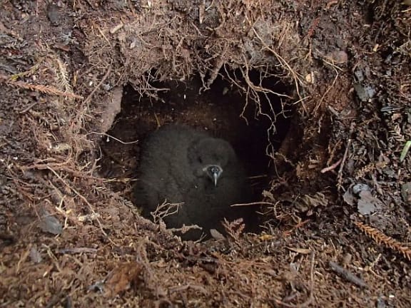 A black petrel chick that is just a few days out looks out through the researcher's access into its underground burrow. It will take 2 months from hatching before it flies away to sea.
