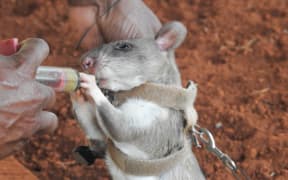 A landmine rat in training with APOPO in Tanzania.
