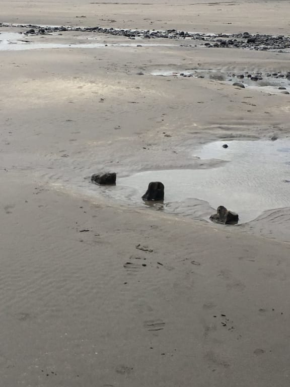 Spring swells have uncovered a ship in Taranaki.