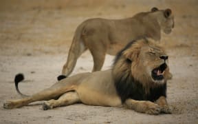 Much-loved Zimbabwean lion "Cecil" -pictured here in 2012 - was allegedly killed by an American tourist using a bow and arrow.