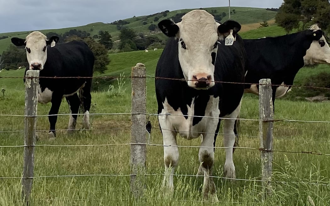 Cows in a paddock.