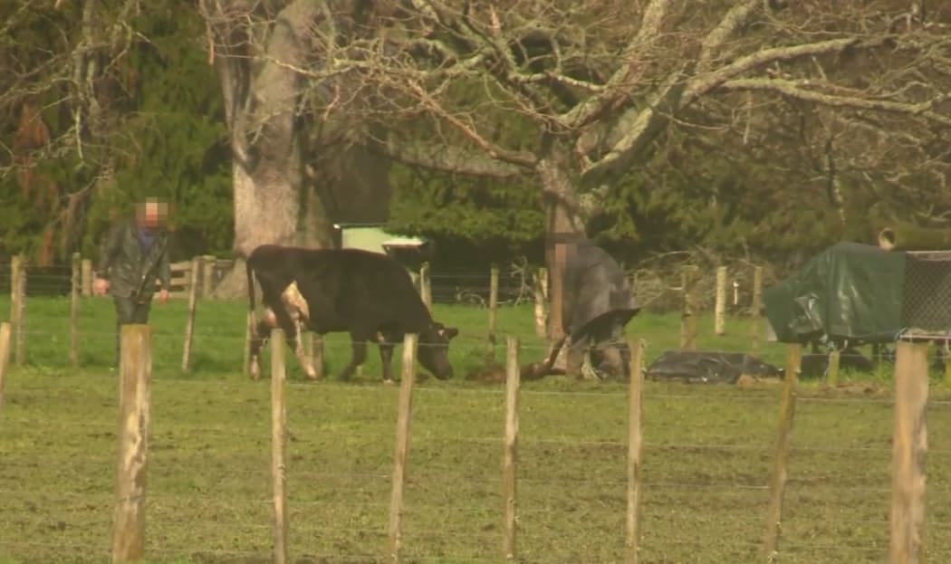 Farmwatch's latest investigation involves about 10 farms in Taranaki and Waikato, from August this year.