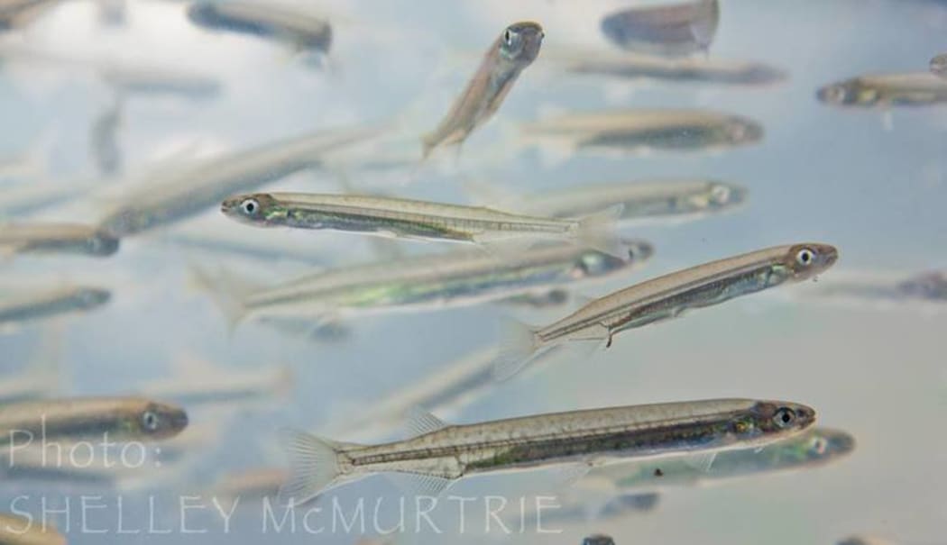 Whitebait