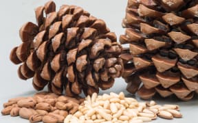 Pine nut kernels and cone