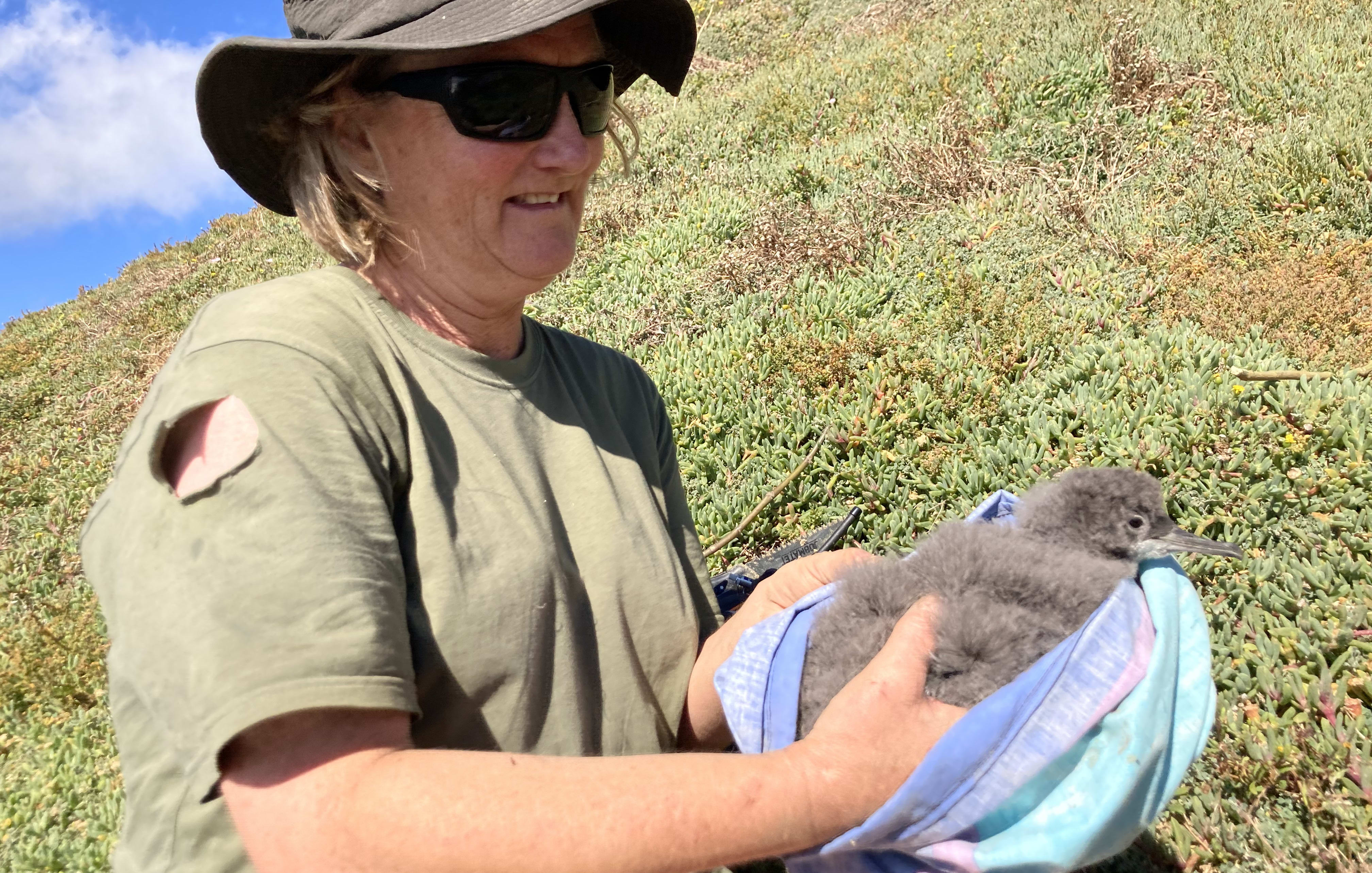 A pakahā fluttering shearwater chick being released at Cape Farewell.