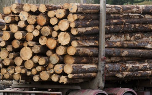 There have been four forestry deaths this year.