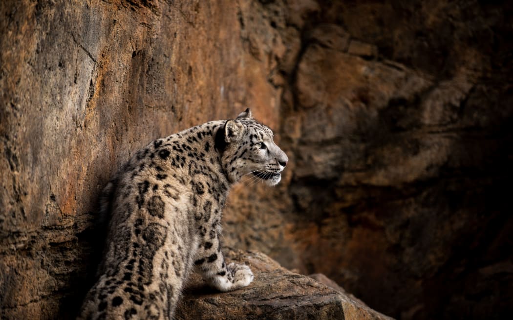 Snow leopards at Wellington Zoo