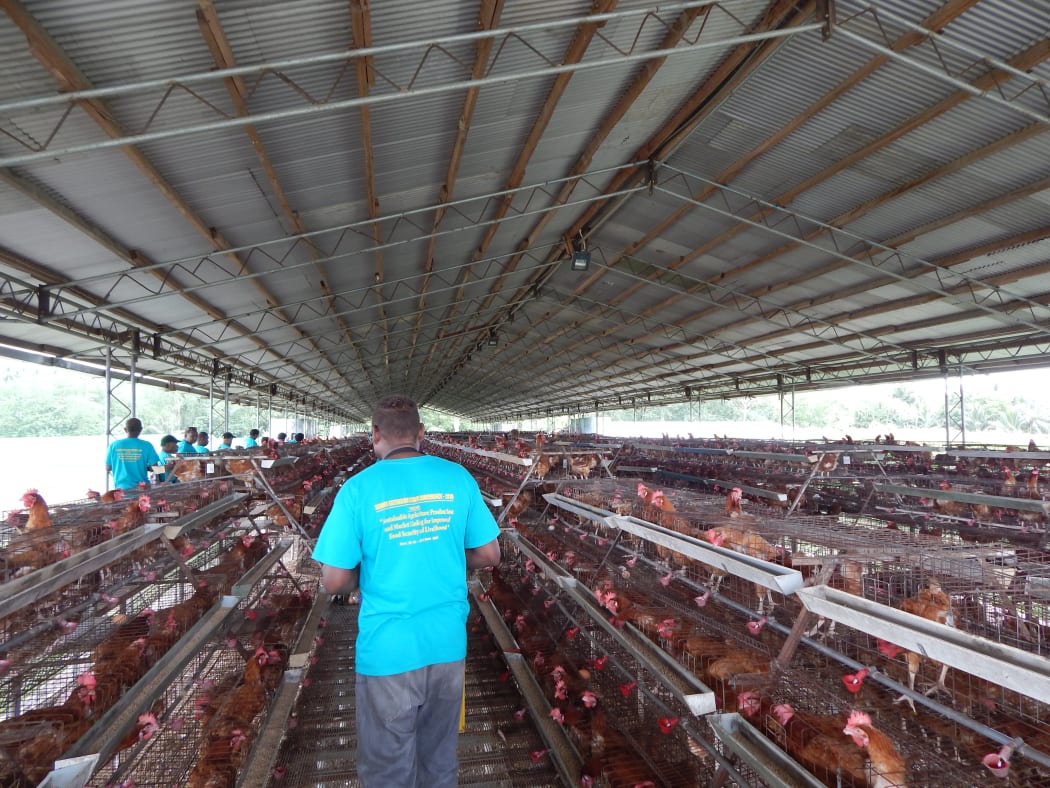 A poultry farm in the Solomon Islands.