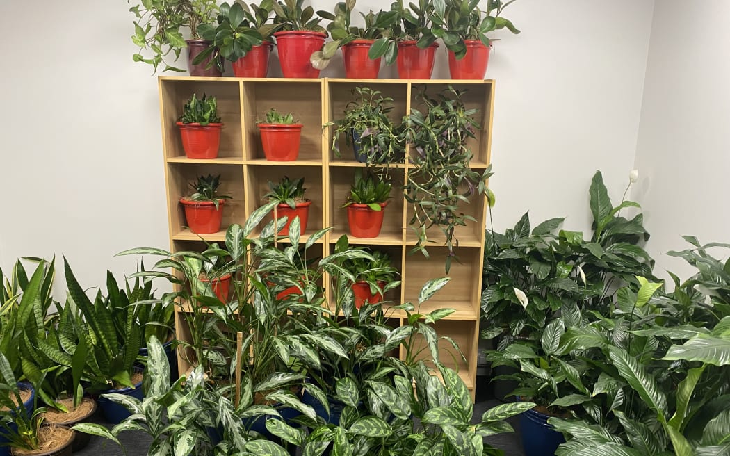 A room full of indoor pot plants.