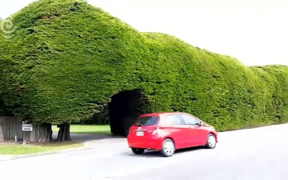 Council threatens to chop famous Waikanae hedge
