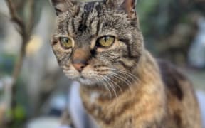 Lola the cat, a celebrity in Wellington's Aro Park