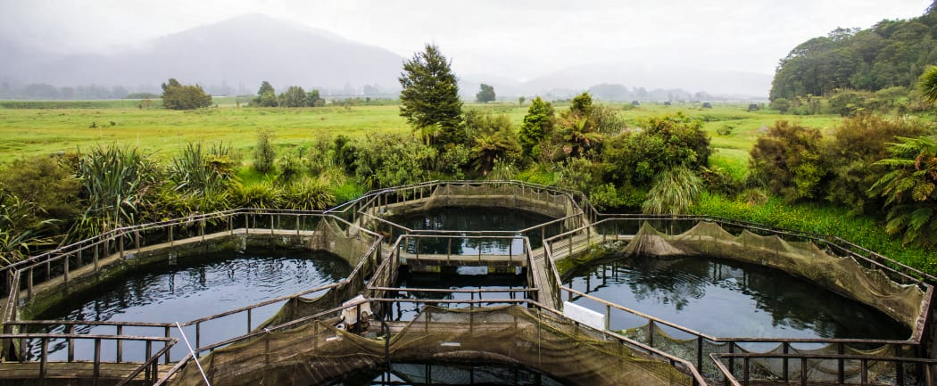 The Paringa Salmon Farm Cafe in south Westland