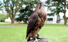 A photo of Tappe, a New Zealand falcon