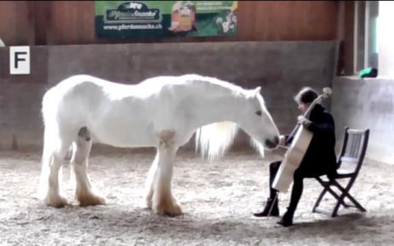 Cellist Ida Riegels playing to a horse in Switzerland