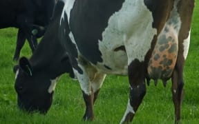 Dairy cow north of Matamata.