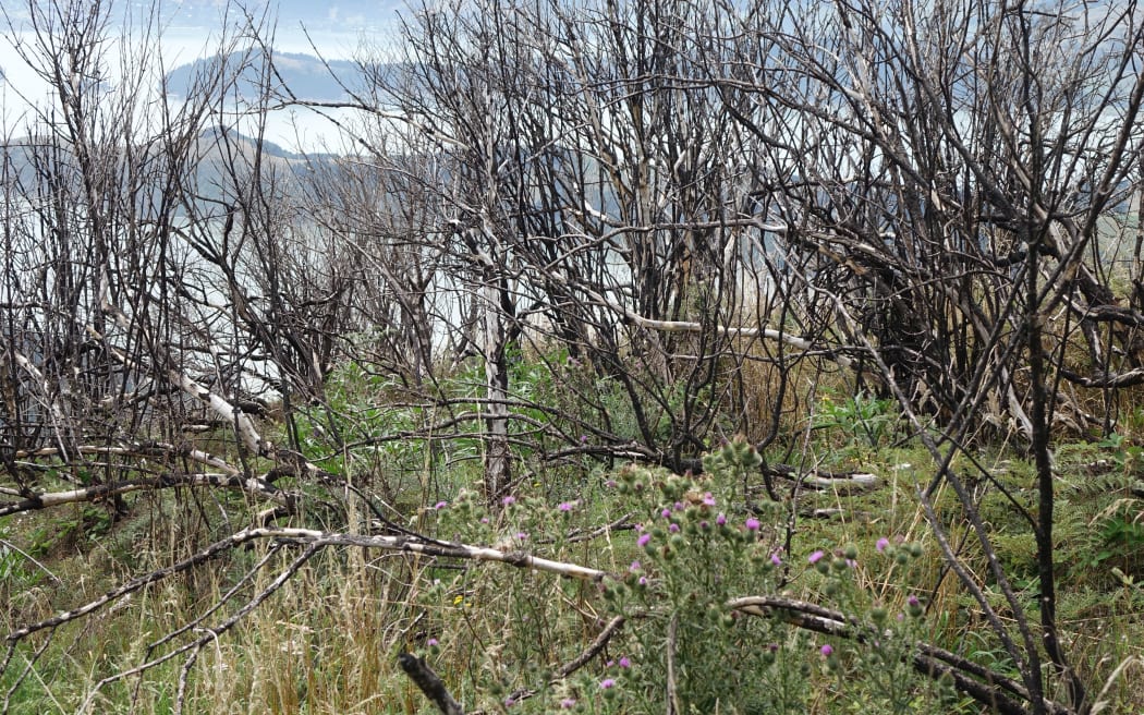 Port Hills one year on from the devastating fires.