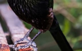 Tui, a blue-black bird with a white tuft at the base of its neck, photographed at Orokonui ecosanctuary.