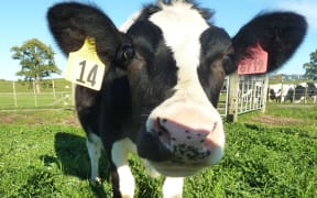 Dairy cow.