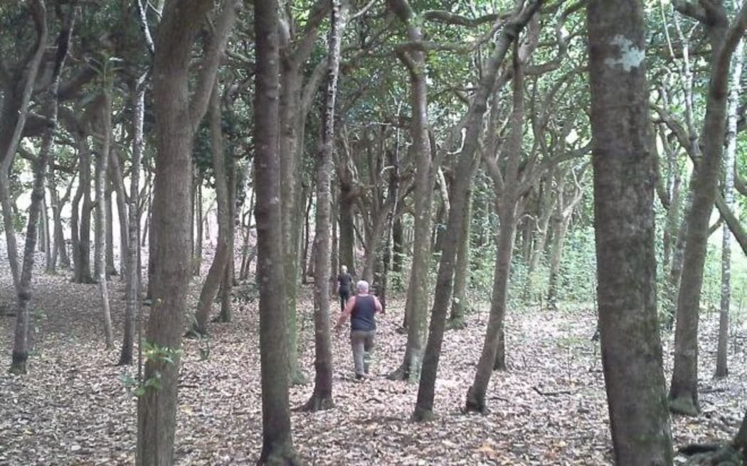 The Hapupu Reserve on the Chatham Islands.