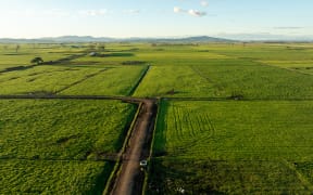 Kiwi Indians have played a leading role in making Waikato the country’s dairy production powerhouse since the 1960s.