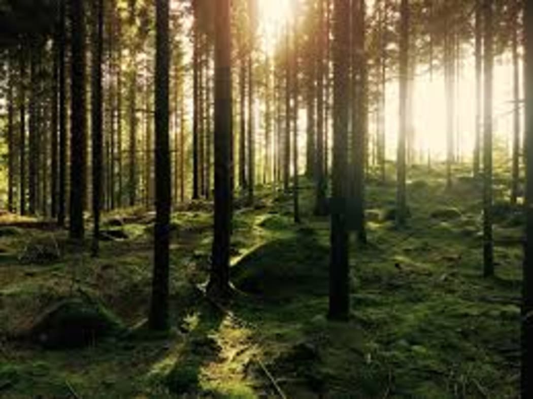 woods