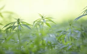 True Leaf Pet has entered into a deal with a Christchurch company, to distribute its hemp-branded pet chews.