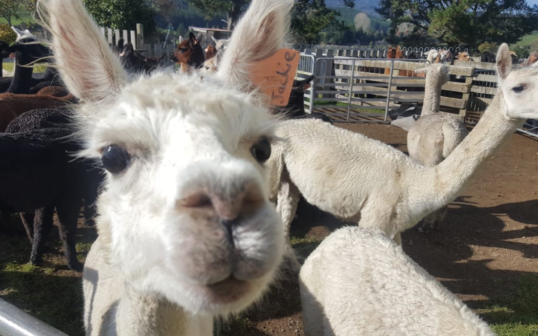 Alpaca