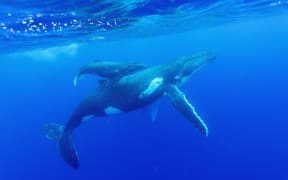 Humpback whale and calf in Niue