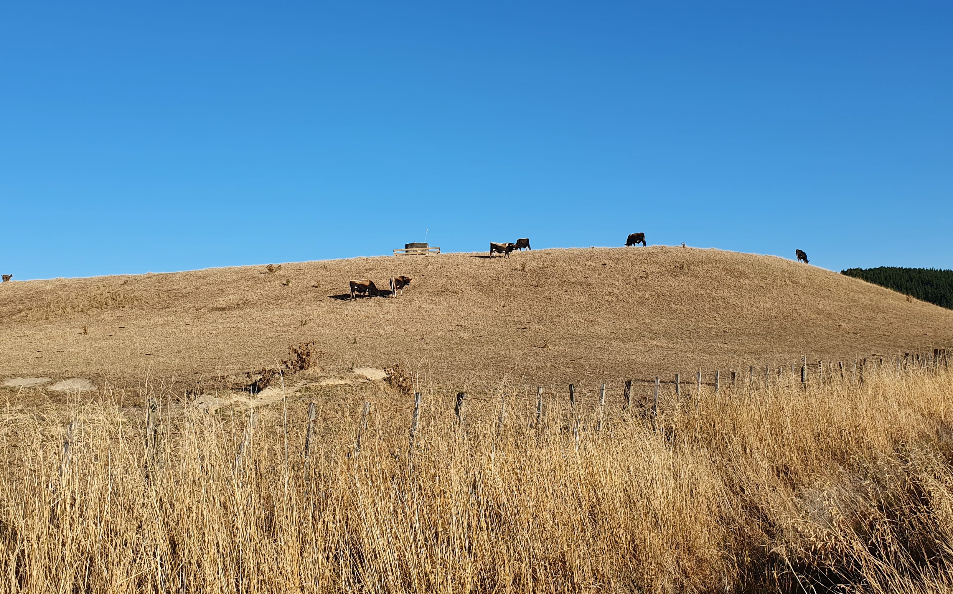 A parched paddock in southern Hawkes Bay