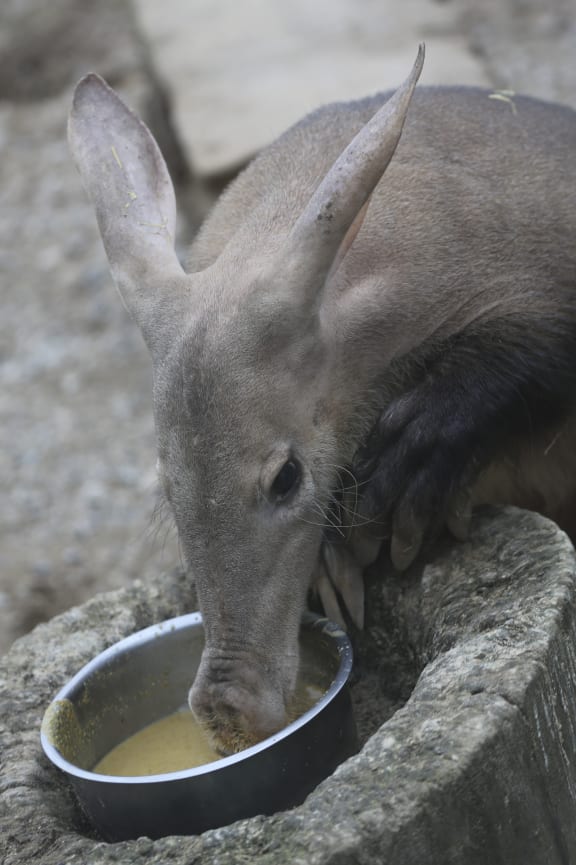 Misha the Aadvark feeding in her enclosure at London Zoo in London.