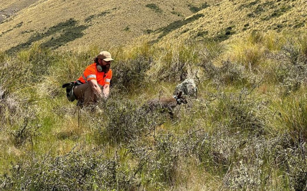 'Seeker' wallabies being dropped off in South Canterbury