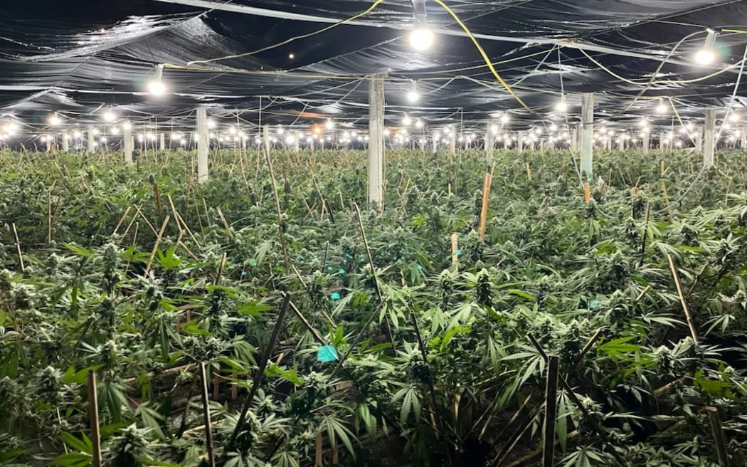 Some of the cannabis plants found by police during a search warrant in Awhitu, south Auckland this week.