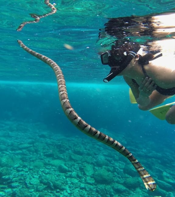 An extremely attractive snorkeler looks at a sea snake at a coral reef