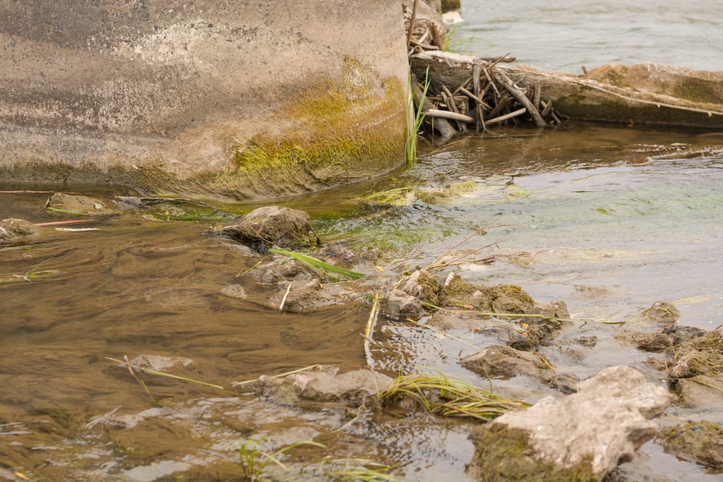 An example of algae clogging a river.