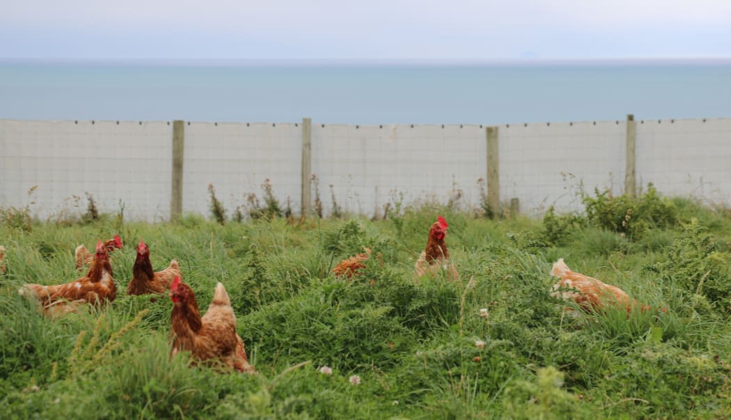 Te Waewae egg farm