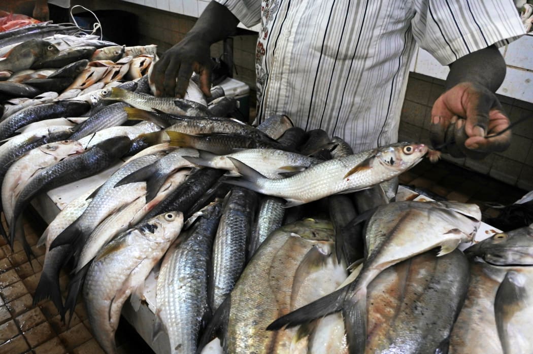 Fresh fish for sale in Nadi fish market in Viti levu Island, Fiji.