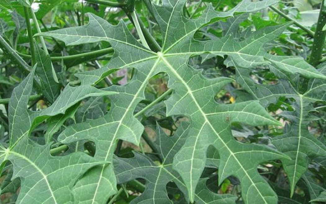 Chaya