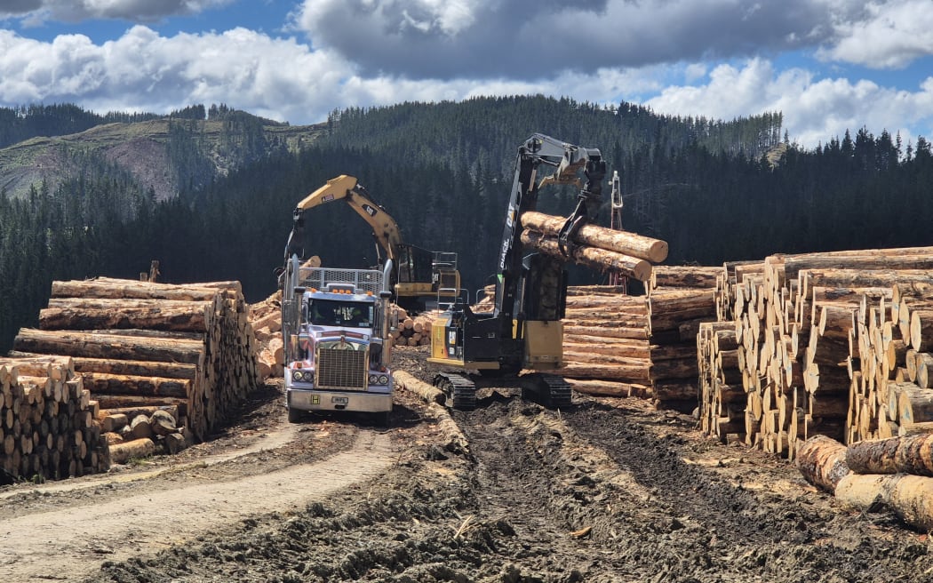 Pine forestry harvesting in Waimata Valley near Gisborne.