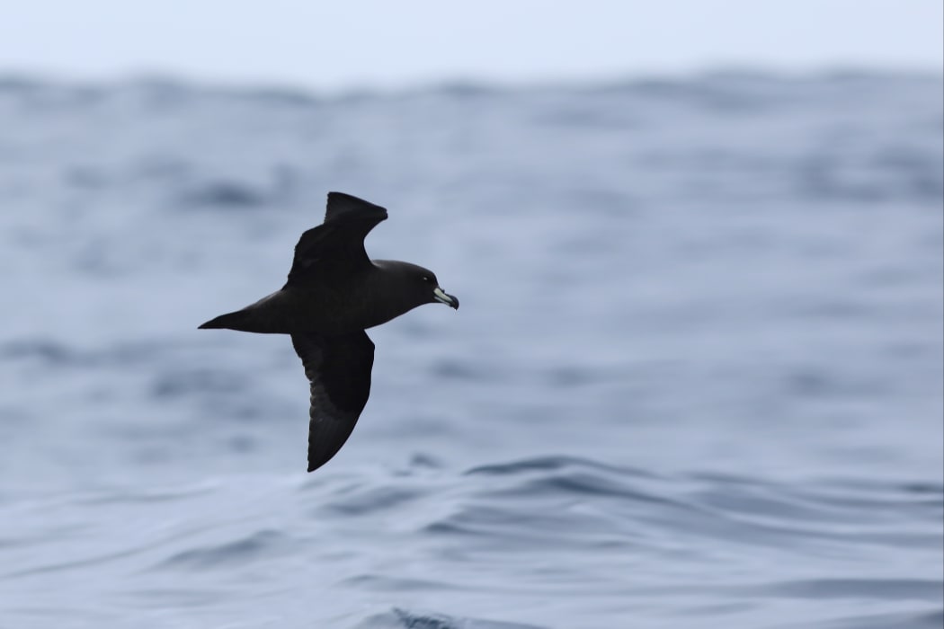 A Westland Petrel, Procellaria westlandica, in flight.